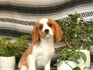 Cavalier King Charles Spaniel dogs for sale: Charmer - Ad 2