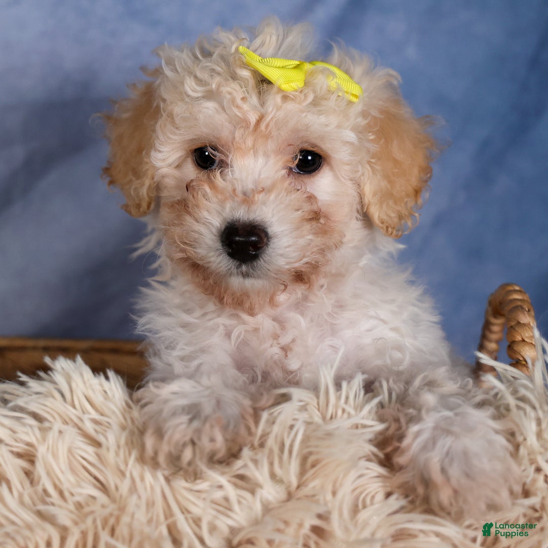 Shih Tzu dogs for sale: NICKY - Ad 18