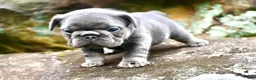 French Bulldog dogs for sale: French Bulldog 2 - Ad 4