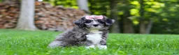 Bernedoodle dogs for sale: Willow - Ad 6