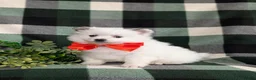 Pomeranian dogs for sale: Marlow - Ad 1