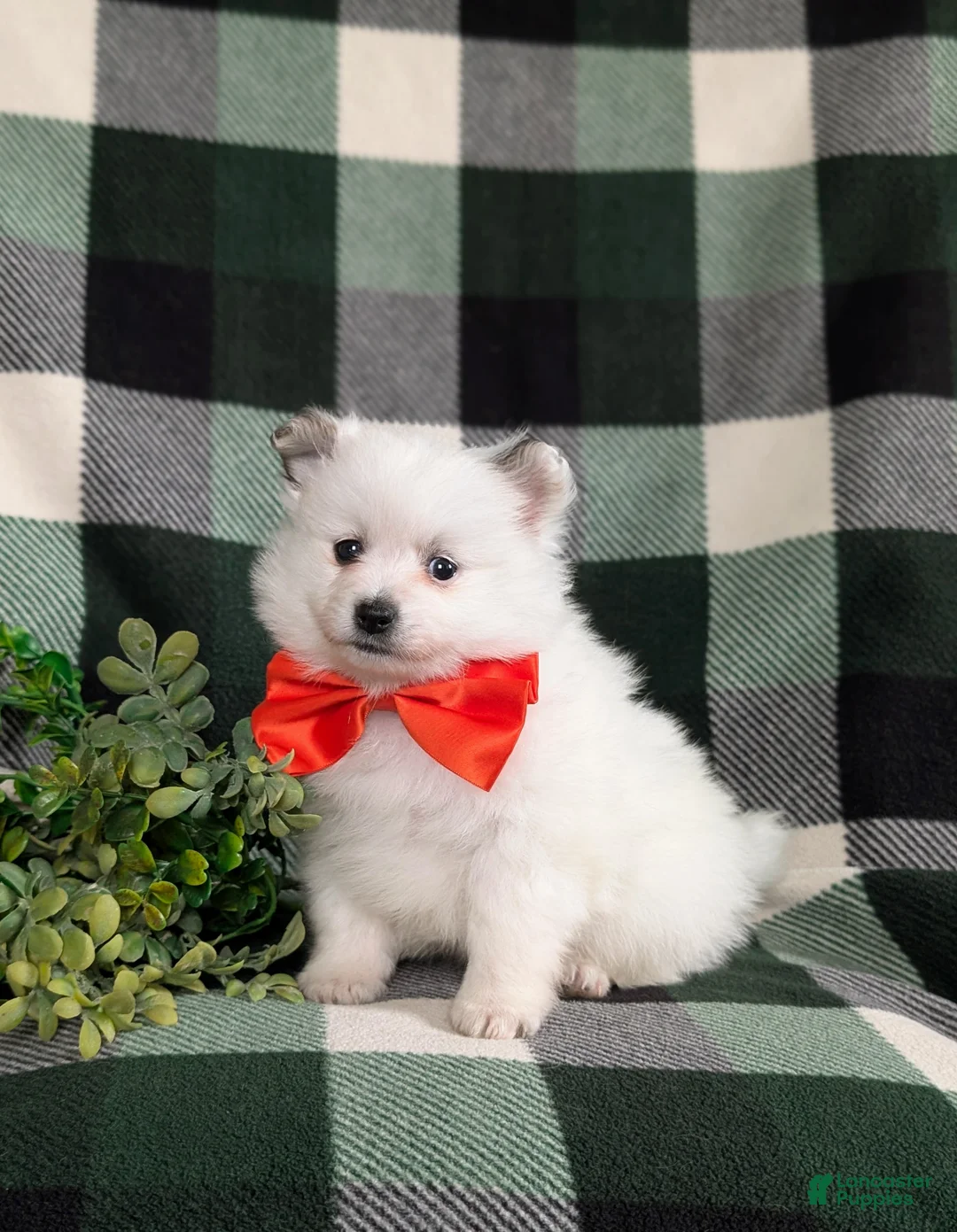 Pomeranian dogs for sale: Marlow - Ad 1