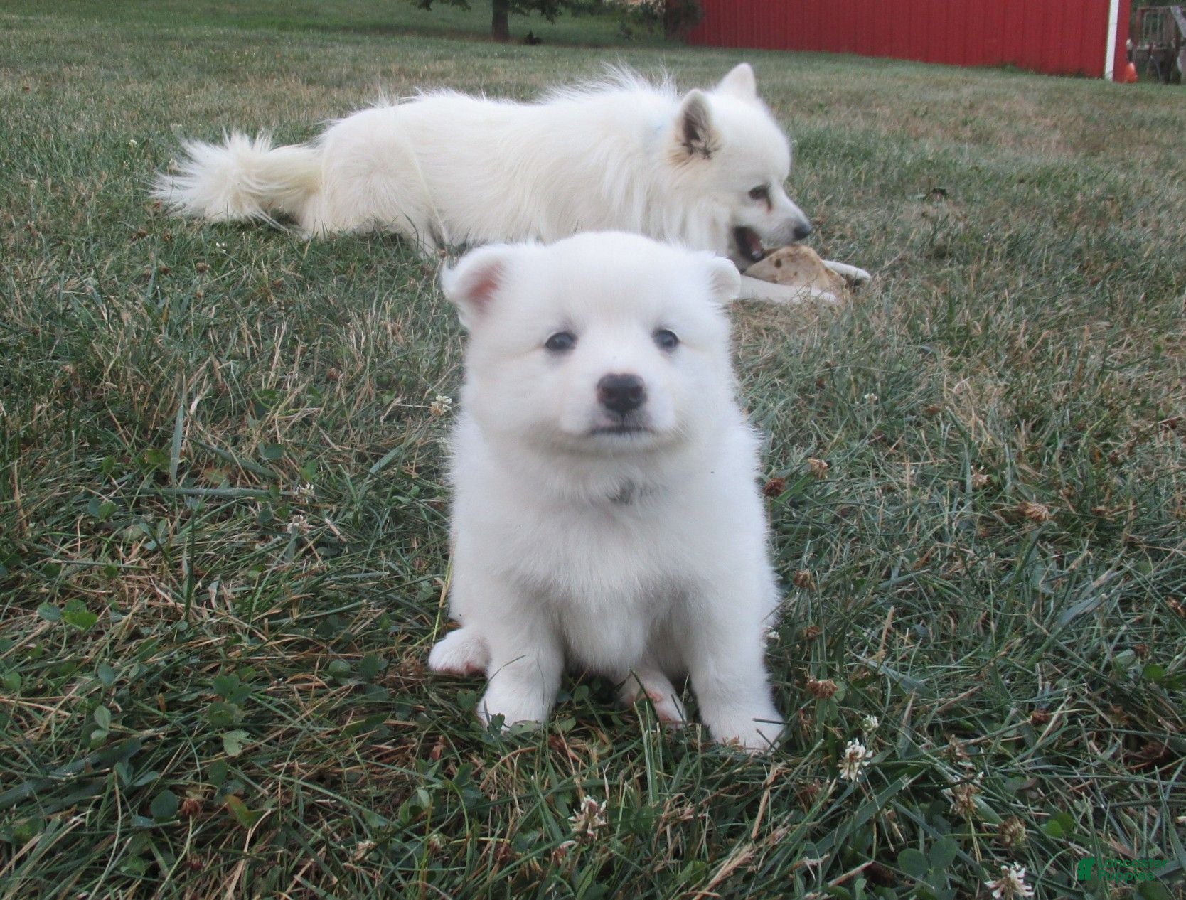 American Eskimo dogs Carlton - Ad 6