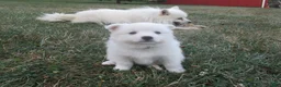 American Eskimo dogs for sale: Carlton - Ad 1
