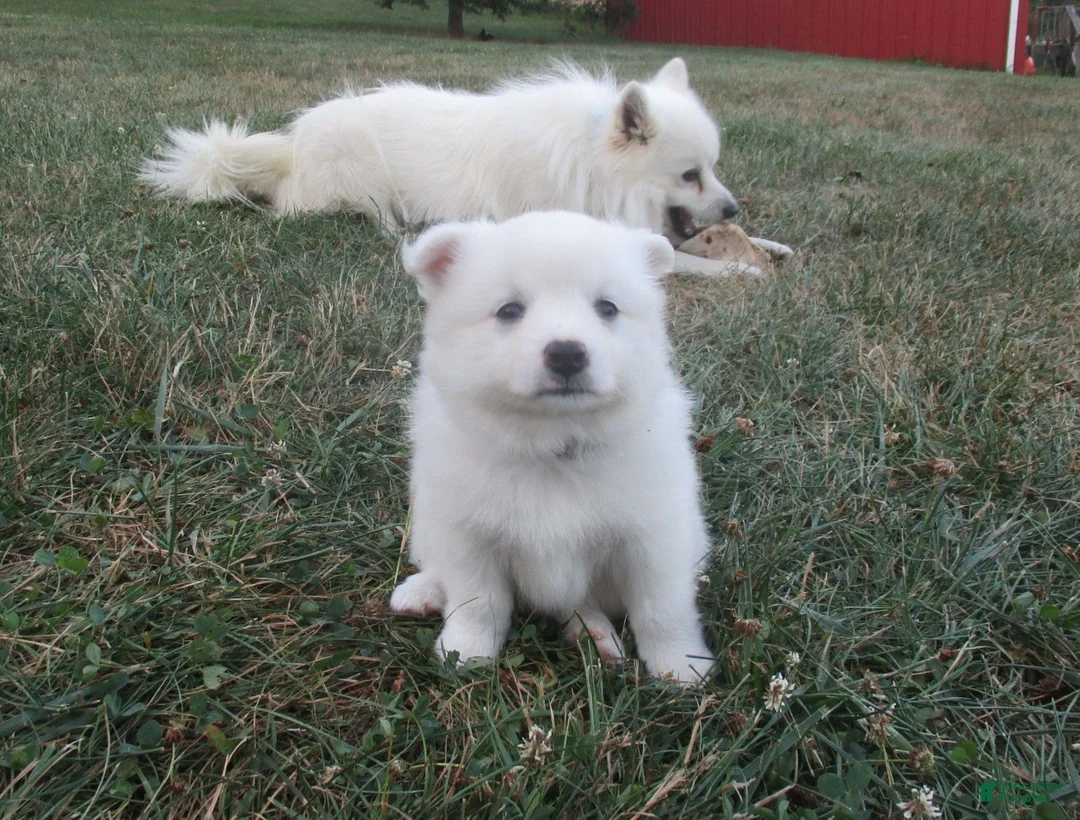 American Eskimo dogs for sale: Carlton - Ad 1