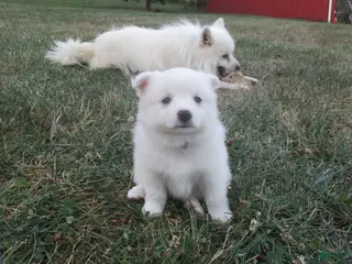 American Eskimo dogs Carlton - Ad 7