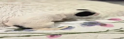 Sheepadoodle dogs for sale: Sheepadoodle 2 - Ad 3