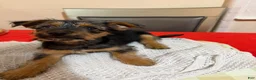 Mixed Breed dogs for sale: Mochi - Ad 2