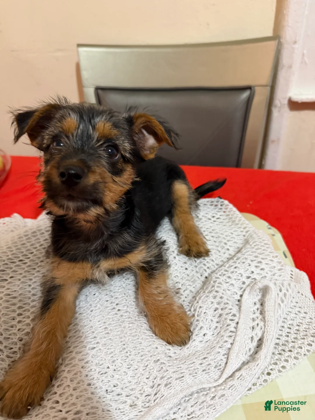 Mixed Breed dogs for sale: Mochi - Ad 2