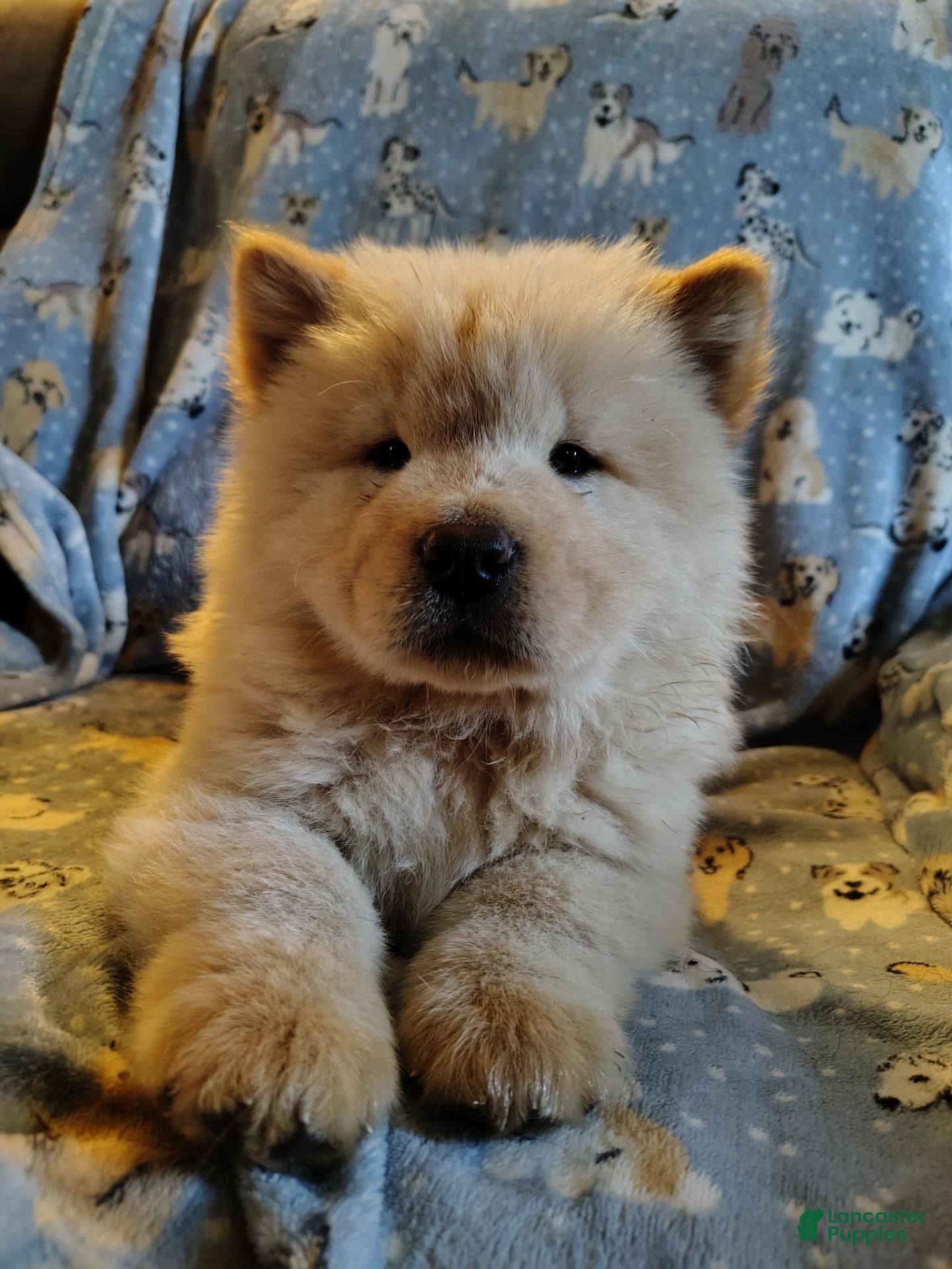 Chow Chow dogs Chow Chow 1 - Ad 17