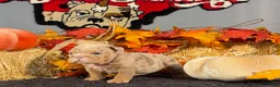 English Bulldog dogs for sale: English Bulldog 2 - Ad 3