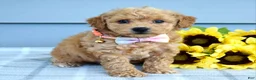 Bichpoo dogs for sale: Sunny - Ad 5