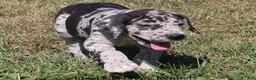 Great Dane dogs for sale: Samson - Ad 7