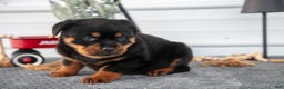 Rottweiler dogs for sale: Hannah - Ad 3