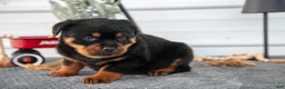 Rottweiler dogs for sale: Hannah - Ad 3