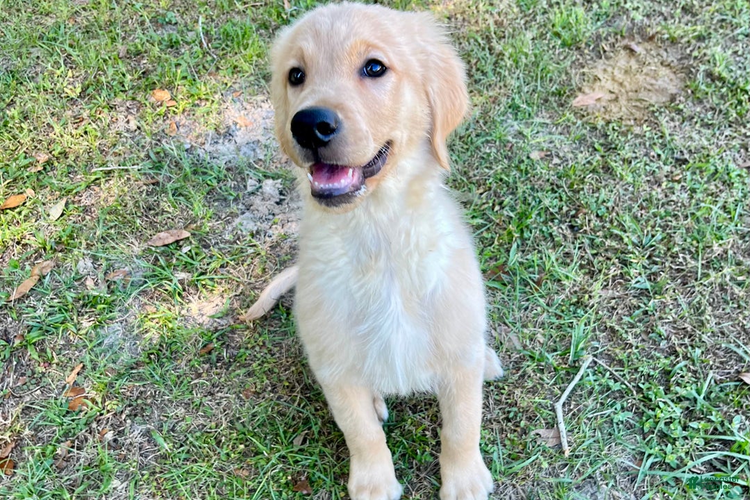 Golden Retriever dogs for sale: Golden Retriever Puppy 1 - Ad 4