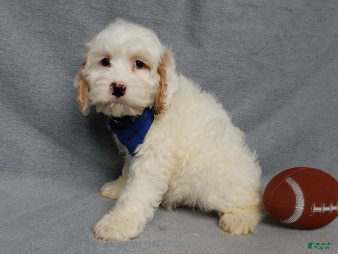 Cockapoo dogs for sale: Rover - Ad 6