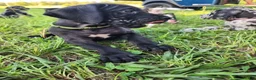 Great Dane dogs for sale: Black male Green Collar  - Ad 7