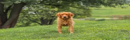 Golden Retriever dogs for sale: Benny - Ad 13