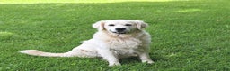 Golden Retriever dogs for sale: Ryker  - Ad 7