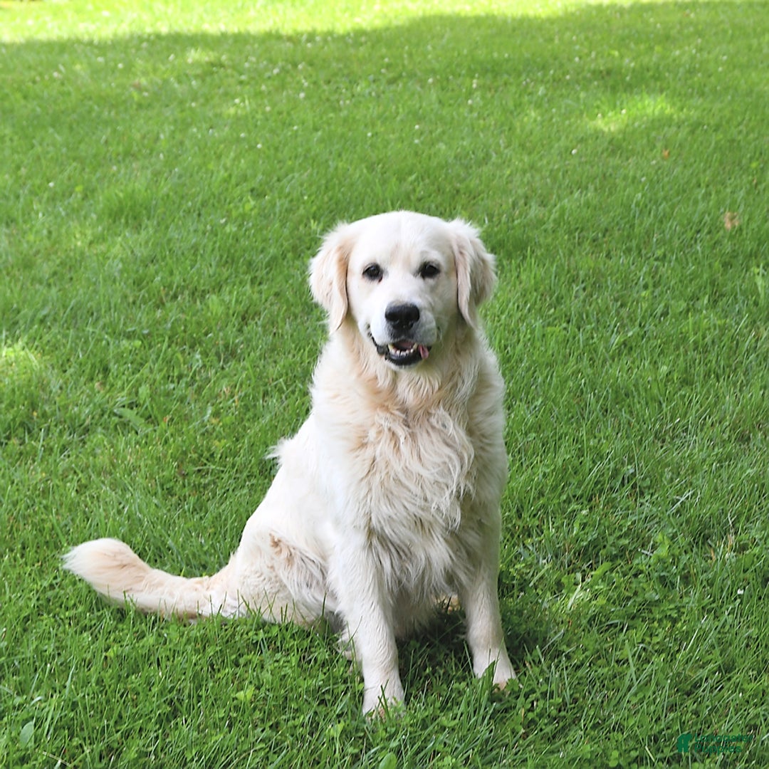 Golden Retriever dogs for sale: Ryker  - Ad 7