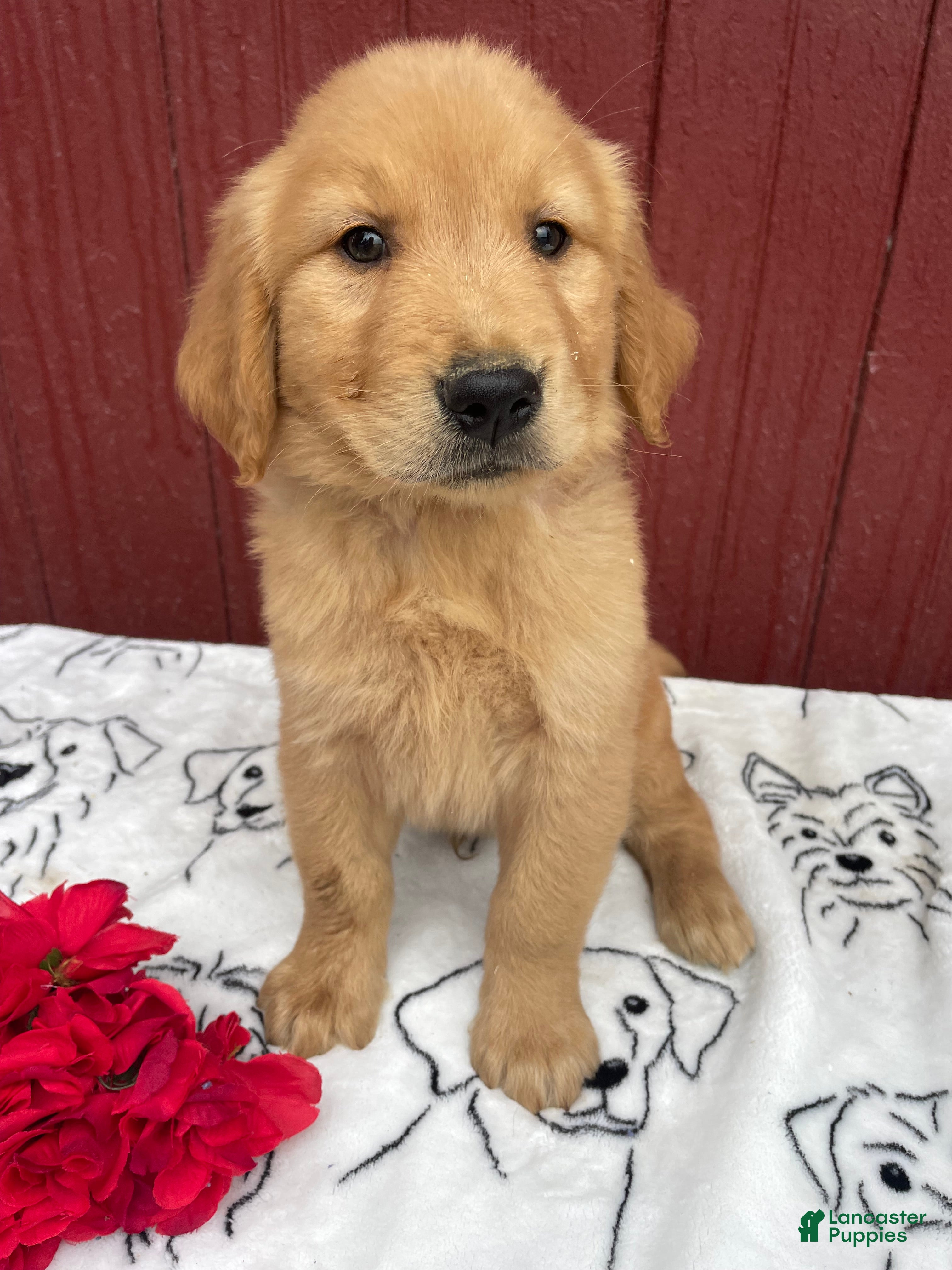 Golden Retriever dogs Buddy - Ad 1