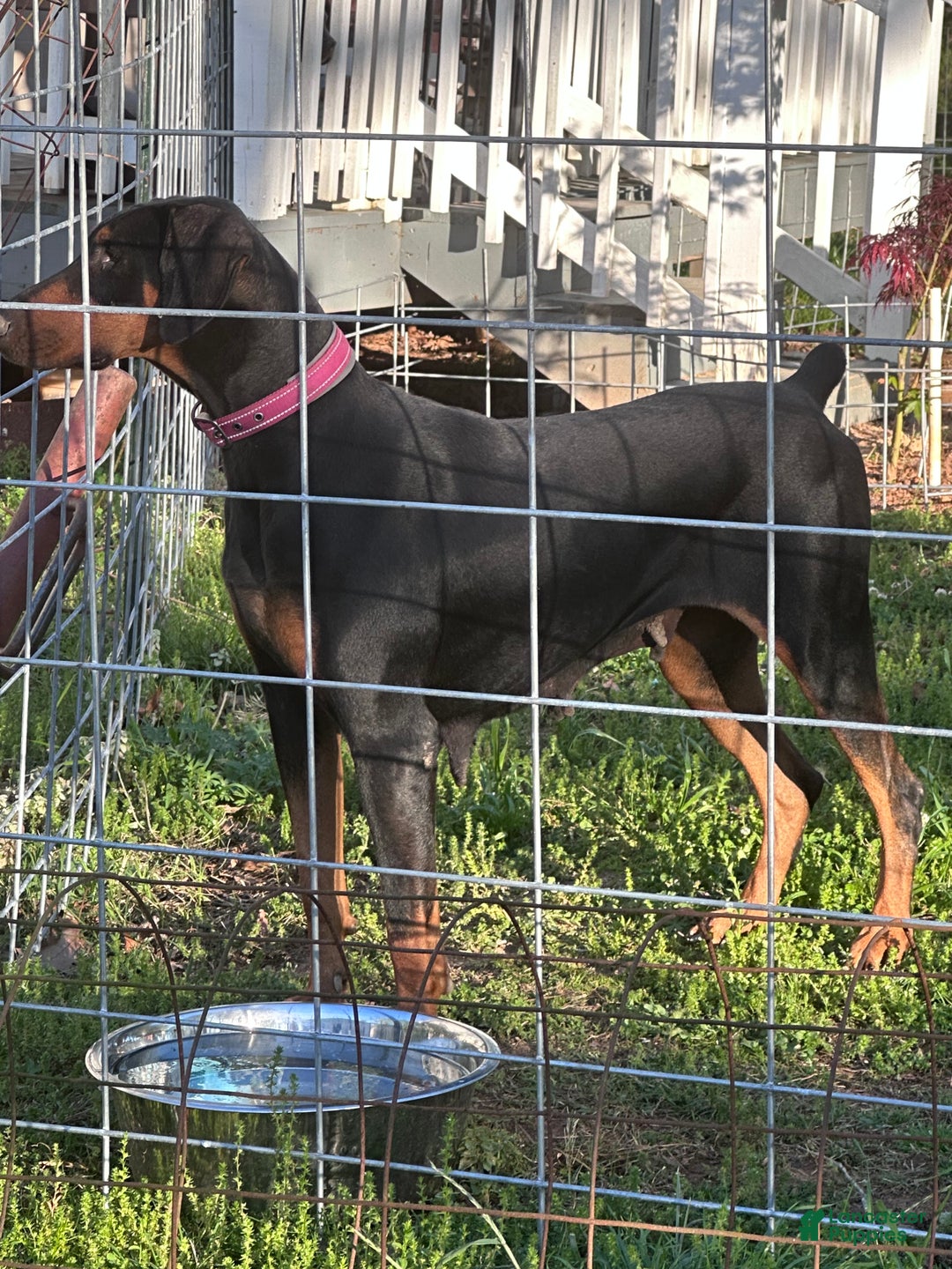 Doberman Pinscher dogs for sale: Red boy, black collar - Ad 5