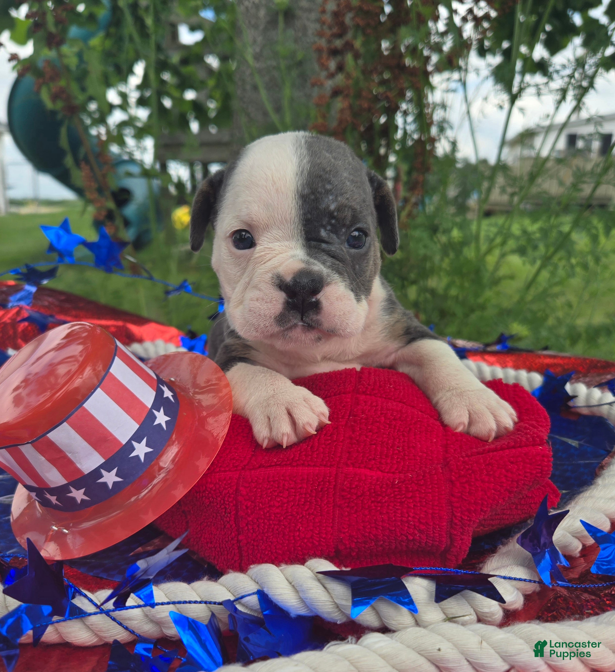 Olde English Bulldogge dogs Skye - Ad 1