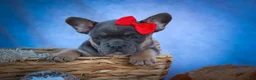 Frenchton dogs for sale: Quest - Ad 6