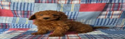 Mini Goldendoodle dogs for sale: Rover  - Ad 3