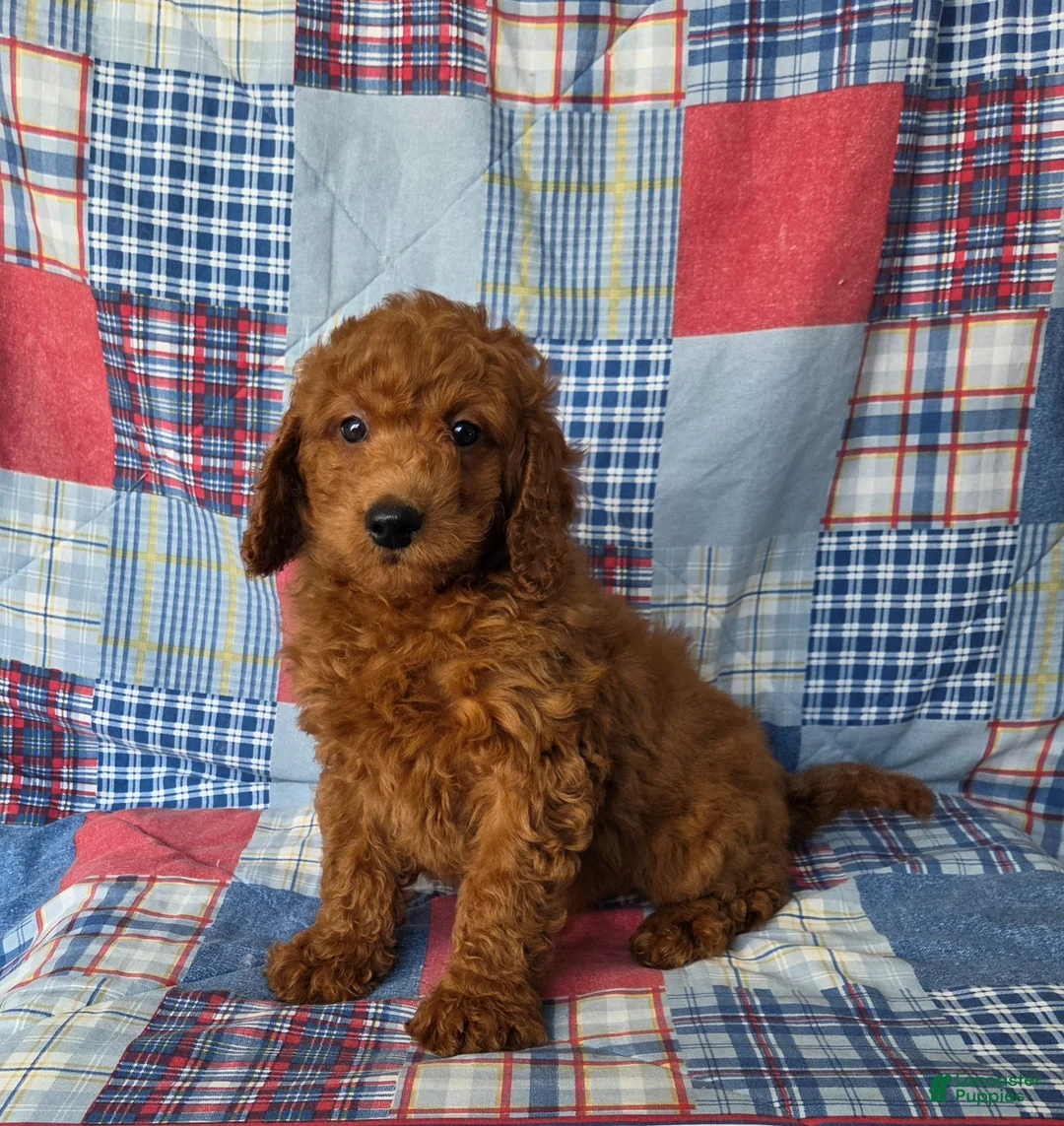 Mini Goldendoodle dogs for sale: Rover  - Ad 3