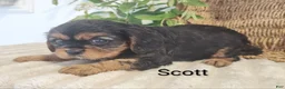 Cavalier King Charles Spaniel dogs for sale: Scott - Ad 3
