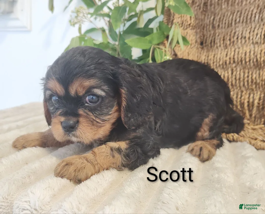 Cavalier King Charles Spaniel dogs for sale: Scott - Ad 3
