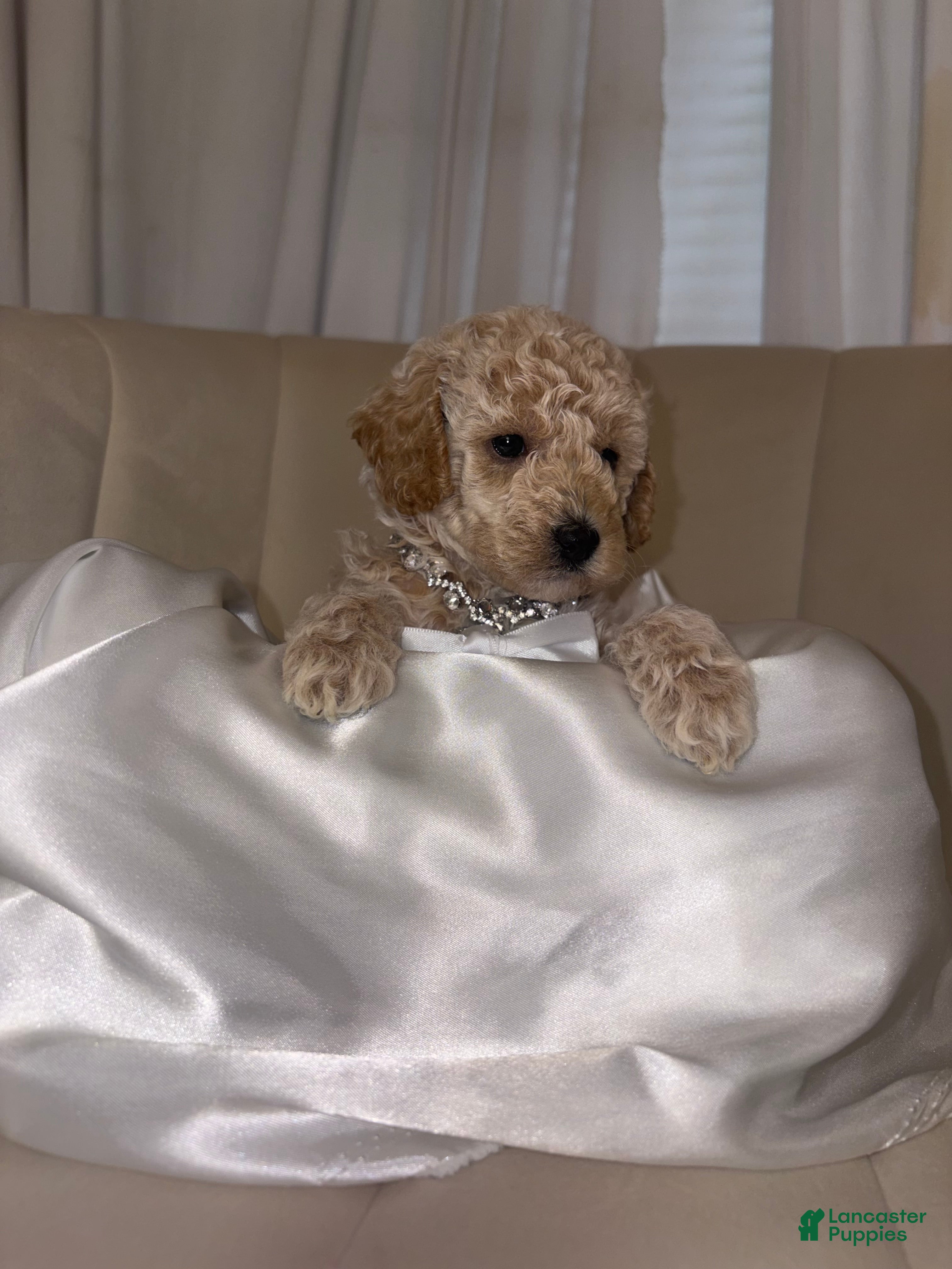 Toy Poodle dogs Toy Poodle Puppy 3 - Ad 1