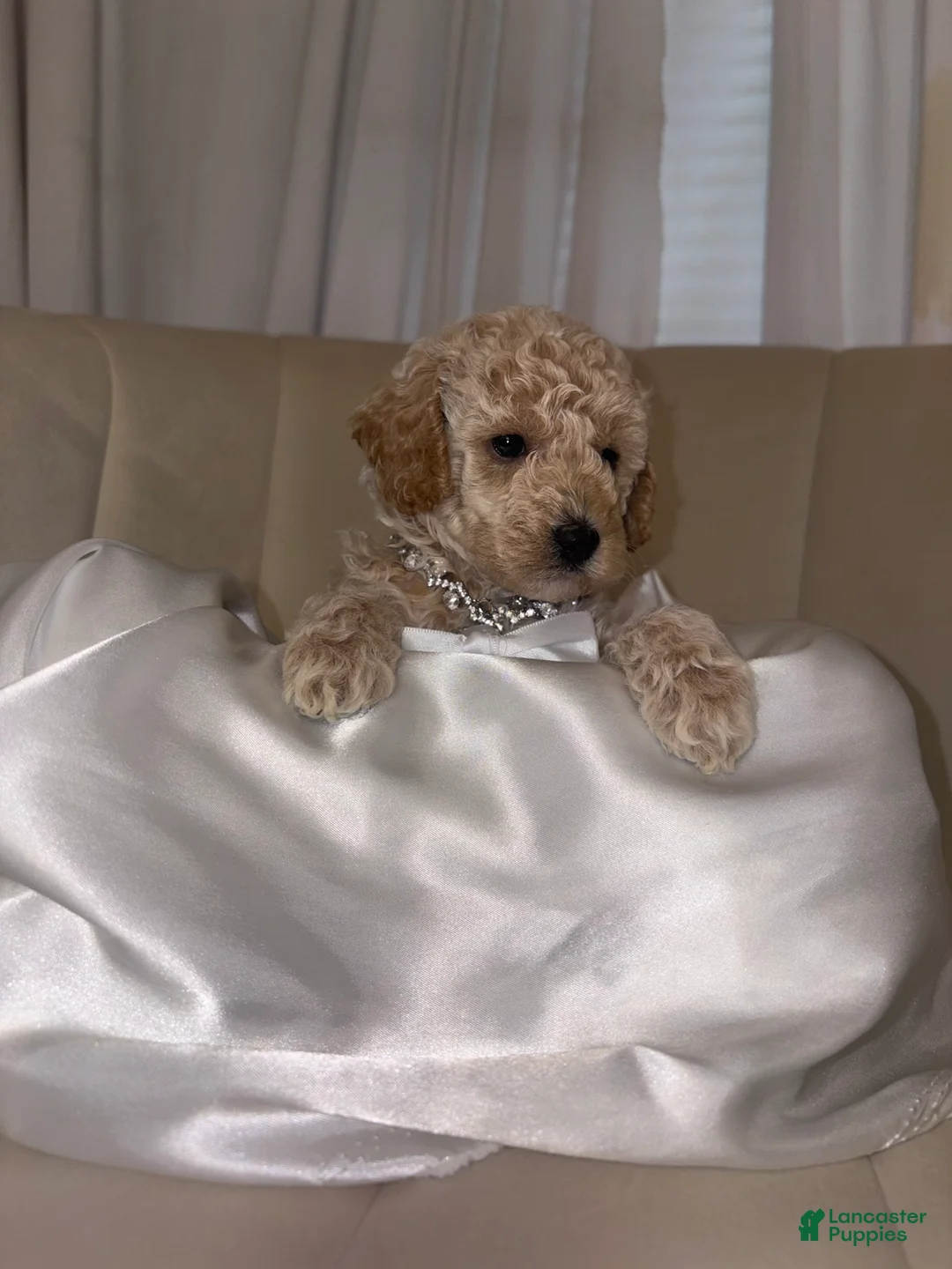 Toy Poodle dogs for sale: Toy Poodle Puppy 3 - Ad 1