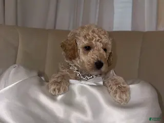 Toy Poodle dogs for sale: Toy Poodle Puppy 3 - Ad 3