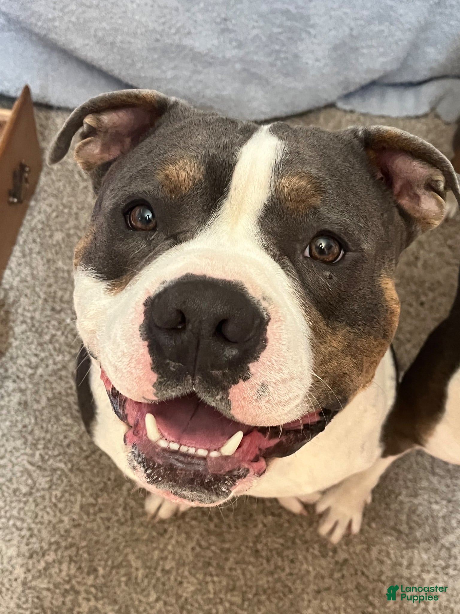 American Bully dogs Stud Thor  - Ad 2