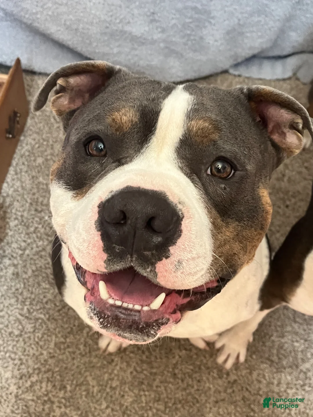 American Bully dogs for stud: Stud Thor  - Ad 1