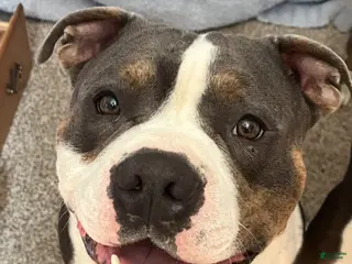 American Bully dogs Stud Thor - Ad 2