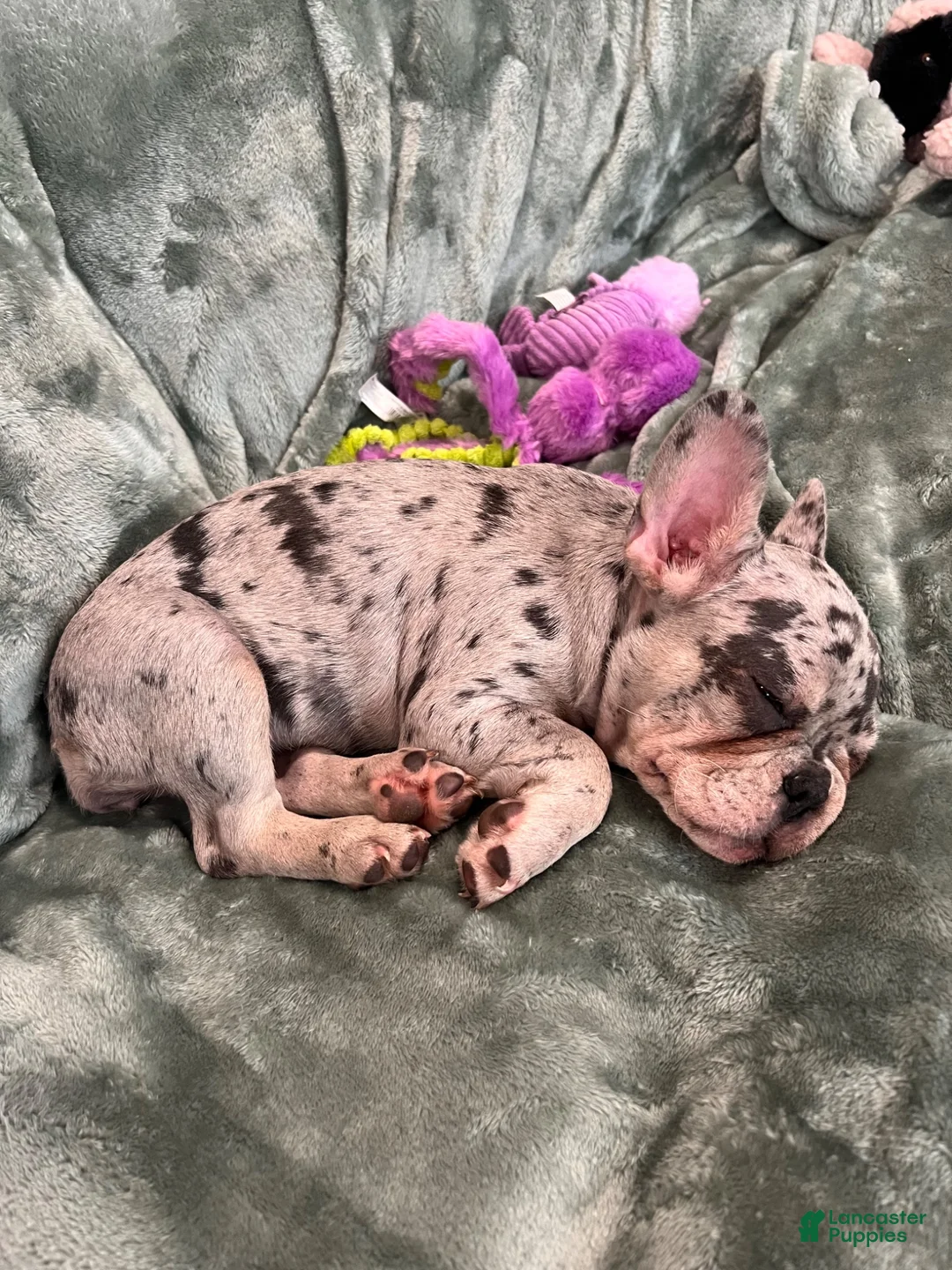 French Bulldog dogs for sale: Crumble - Ad 2