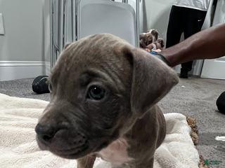 American Pit Bull Terrier dogs - Ad 34