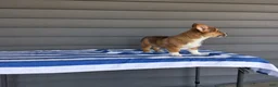 Welsh Corgi Pembroke dogs for sale: Louis - Ad 4