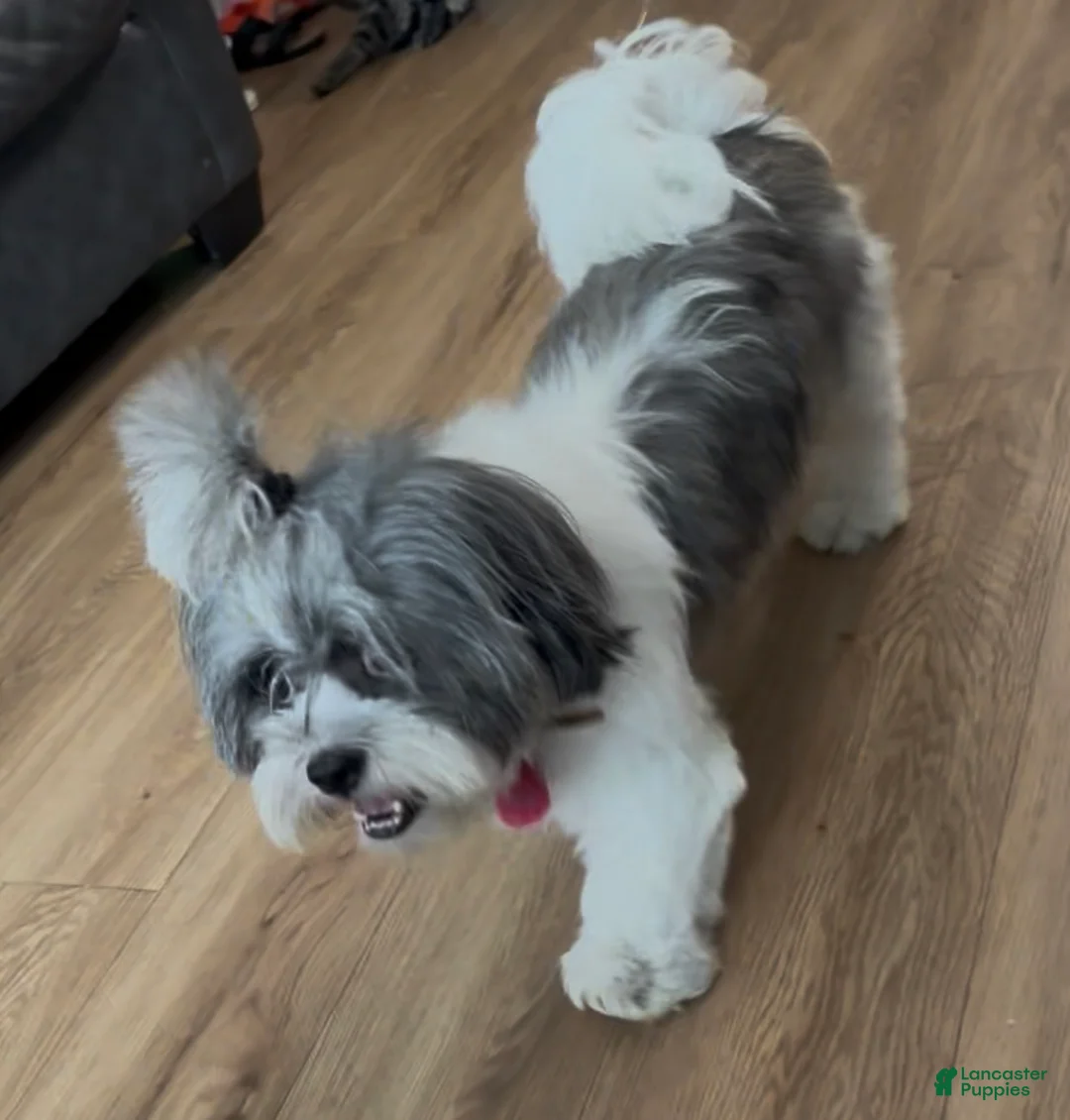 Mixed Breed dogs for sale: Spot - Ad 2