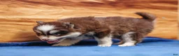 Pomsky dogs for sale: Twix - Ad 3