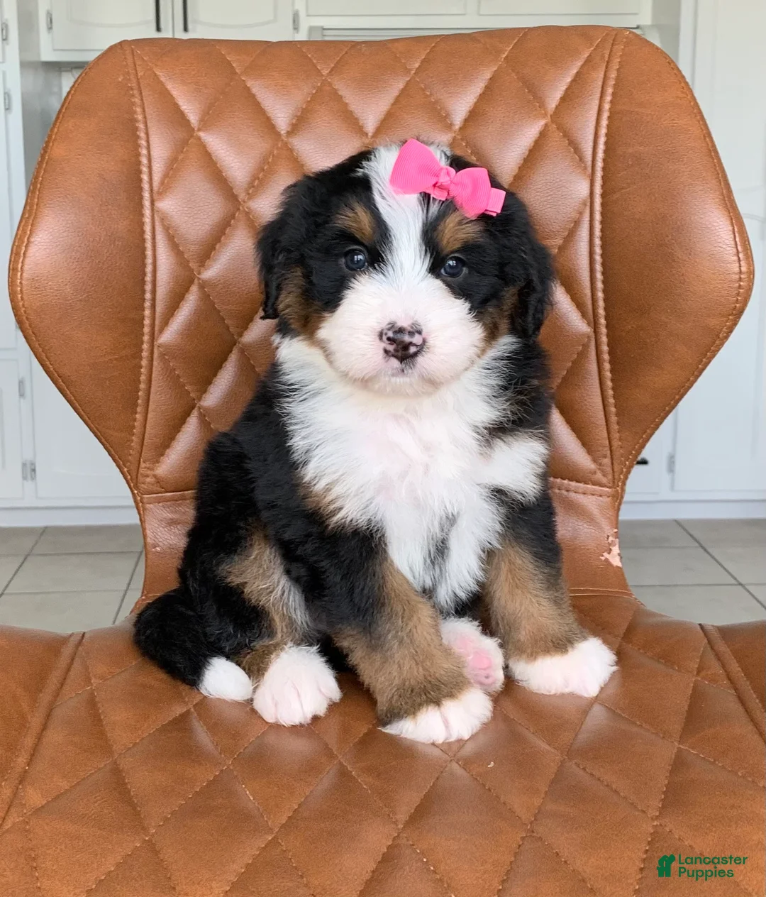 Bernedoodle dogs for sale: Chloe - Ad 2