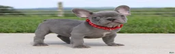 French Bulldog dogs for sale: Braxton - Ad 5