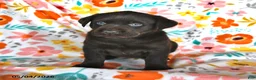 Labrador Retriever dogs for sale: Pansy - Ad 2