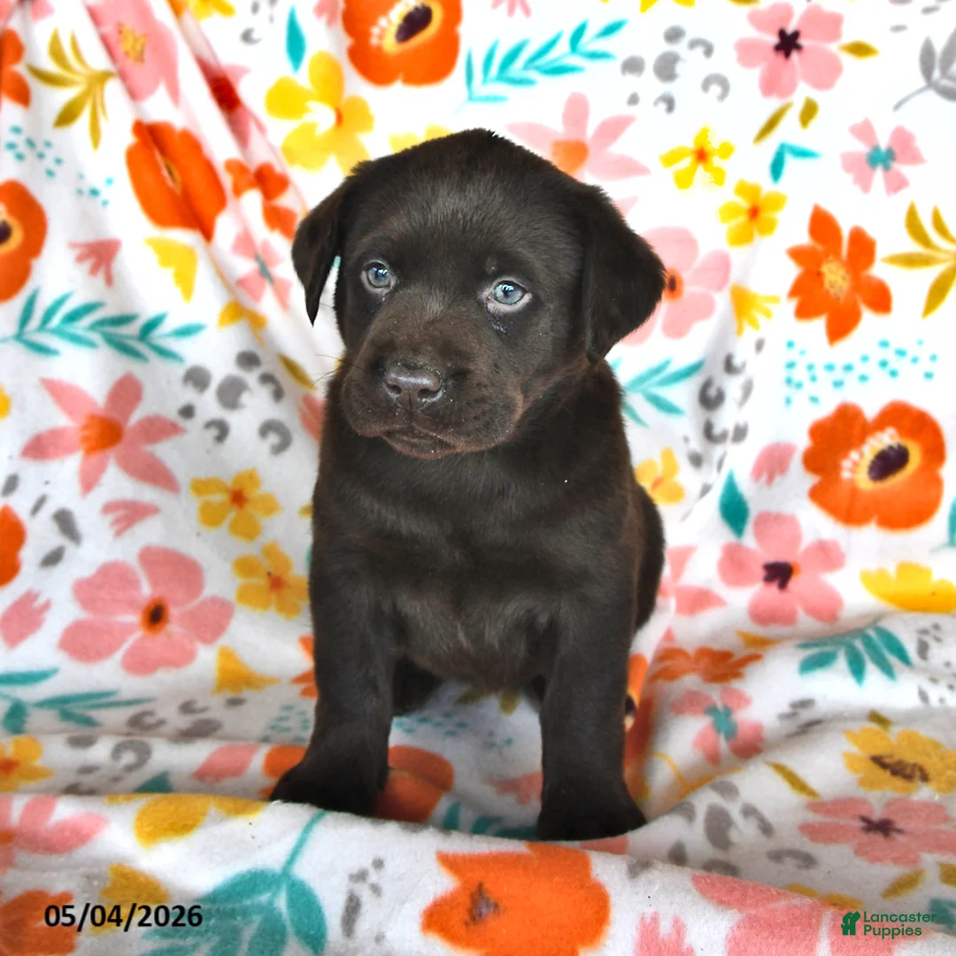 Labrador Retriever dogs for sale: Pansy - Ad 2