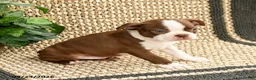 Boston Terrier dogs for sale: Benji - Ad 3