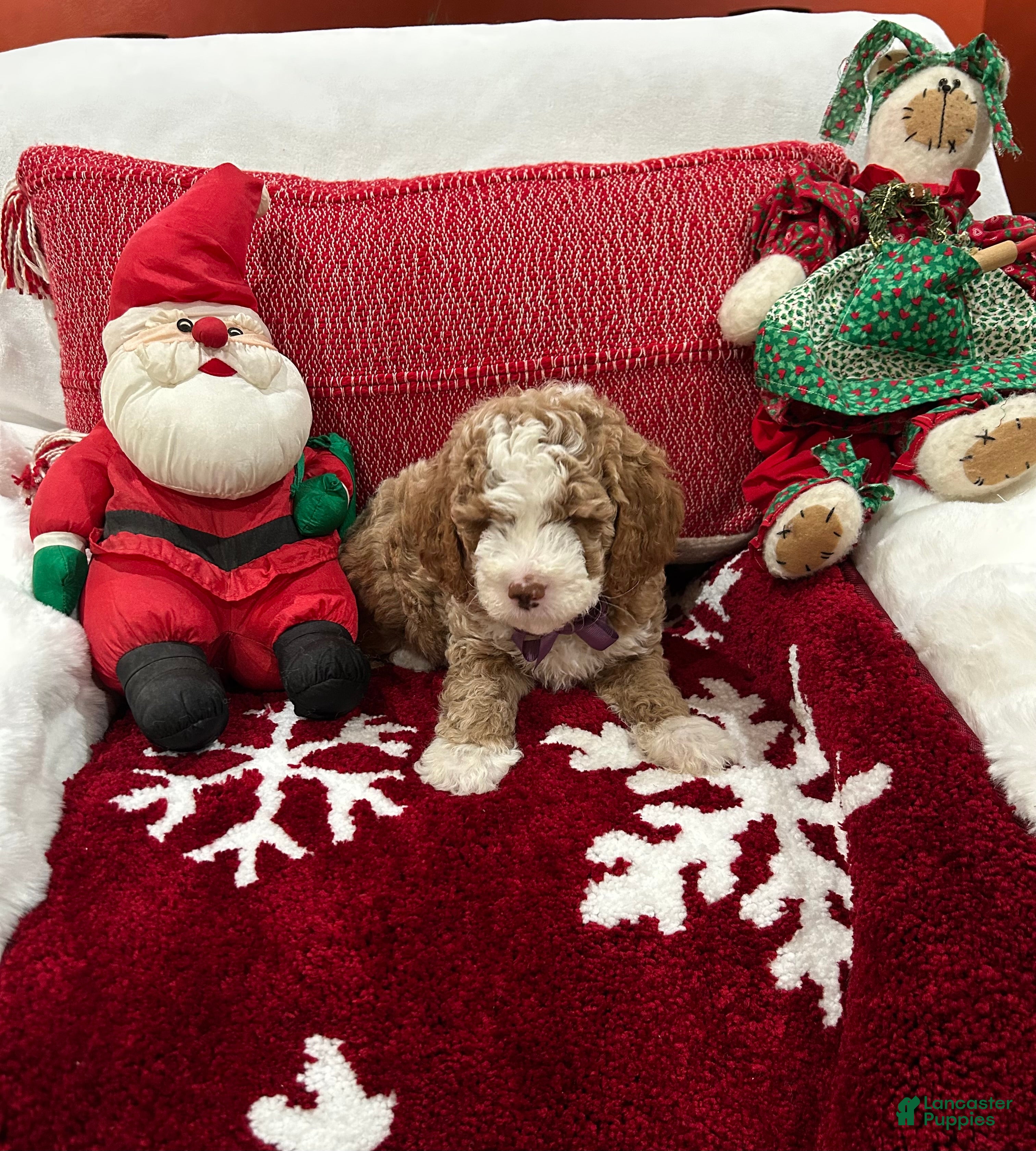 Mini Goldendoodle dogs Petite Tuxedo Mini Goldendoodle Charlie - Ad 2